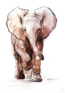 Bébé éléphant, Loisaba