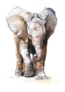 Concentration (bébé éléphant), 2018