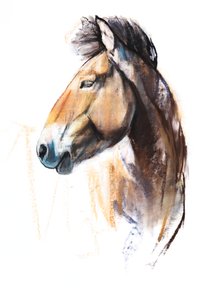 Esprit du Désert (Przewalski), 2013