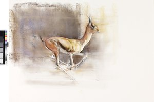 Vent du désert (Gazelle arabe), 2010 - Mark Adlington