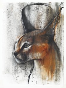 Caracal égyptien (arabe) - Mark Adlington
