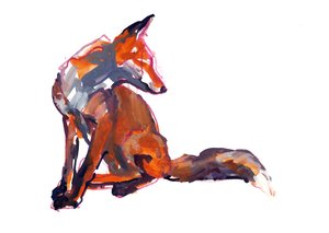 Jeune élégant (renard roux)