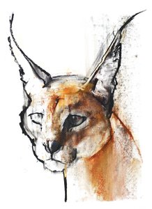 Félin (Caracal Arabe), 2009 - Mark Adlington