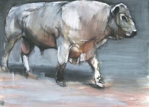 Fresno, Taureau Galloway - Mark Adlington