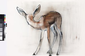 Gazelle fauve (Gazelle d