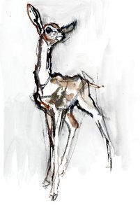 Faon de Gerenuk, Sarara, 2018 - Mark Adlington