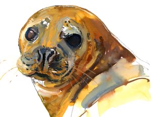 Chiot Gingembre, Westcove - Mark Adlington