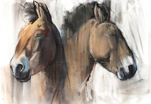 Étude de tête (Przewalski) 2012