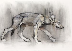 Jeune loup (Loup arabe), 2009
