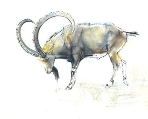 Ibex nubien - Mark Adlington