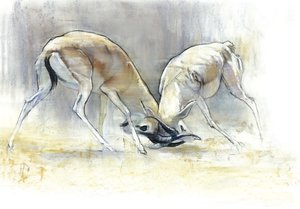 Gazelles des sables, 2009 - Mark Adlington