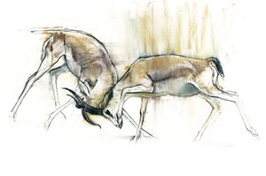 Gazelles des sables, 2009 - Mark Adlington