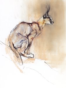Caracal assis, 2009 - Mark Adlington