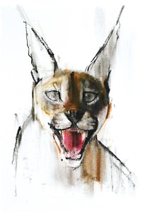 Grondement (Caracal arabe), 2009 - Mark Adlington