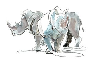 Rhinocéros blancs, Mont Etjo, 2020 - Mark Adlington