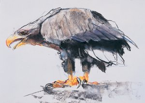 Pygargue à queue blanche, 2001 (fusain et conté sur papier)