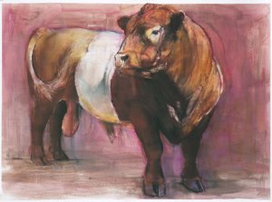 Zeus, taureau de Galloway à ceinture rouge, 2006 - Mark Adlington