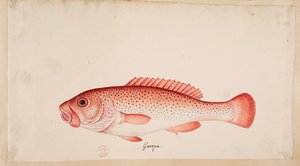 Un poisson.