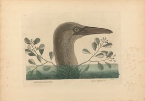 An Thymelaea foliis obtusis; Anseri Bassano &c: Le Grand Fou, Planche 86 de 