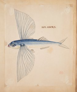 Boladora, un poisson volant