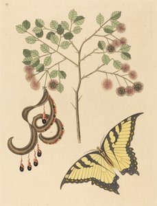 Griffe de chat (Mimosa circinalis) - Mark Catesby