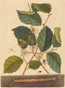 Centipède (Scolopendra morsitans) - Mark Catesby