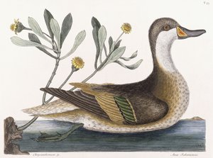 Chrysanthème &c - Mark Catesby