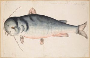 Keetrauk. Environ 2 pieds et demi de longueur. Un poisson-chat? - Mark Catesby