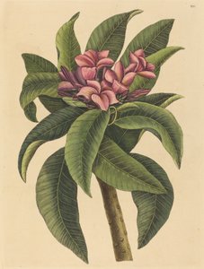 Frangipanier Rouge Plumeria rubra, publié 1731-1743 - Mark Catesby