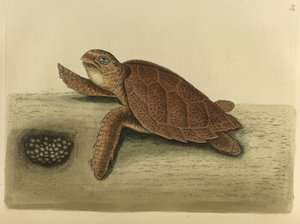 Testudo caretta. La tortue imbriquée - Mark Catesby