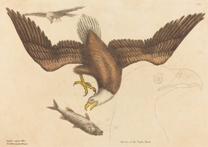 Le Pygargue à tête blanche Falco leucocephalus - Mark Catesby
