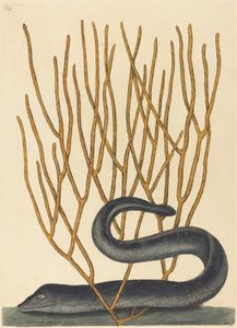 La murène noire (Muraenae helenae varietas)
