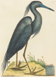 Le Héron Bleu Ardea coerulea