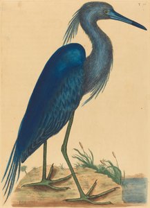 Le héron bleu Ardea coerulea, publié 1731-1743