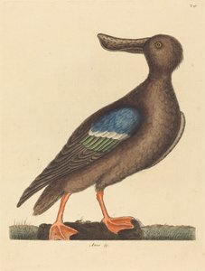 Le Canard Souchet à ailes bleues (Anas clypeata foemina) - Mark Catesby