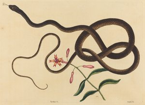 Le serpent fouet (Coluber flagellum) - Mark Catesby
