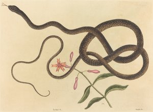Le serpent fouet (Coluber flagellum)