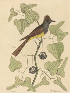 Le Moucherolle huppé Muscicapa cristata, publié en 1754