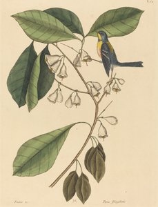 Le Grimpereau des Pins (Parus americanus) - Mark Catesby