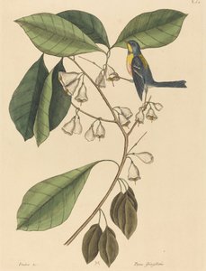 Le grimpeur de pinson Parus americanus - Mark Catesby
