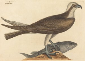 Le Faucon pêcheur Falco haliaetus, publié en 1754
