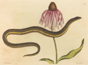 Le Serpent de Verre (Anguis ventralis)