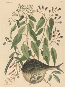 Le Poisson-Globe (Tetrodon lagocephalus)