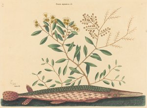 Le poisson vert Esox osseus, publié 1731-1743 - Mark Catesby