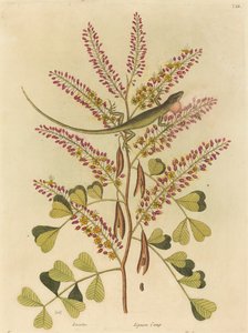 Le Lézard vert de la Jamaïque (Lacerta bullaris) - Mark Catesby