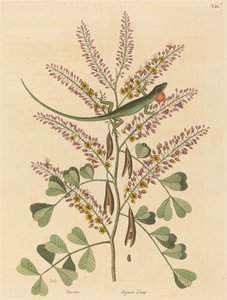 Le Lézard vert de la Jamaïque (Lacerta bullaris) - Mark Catesby