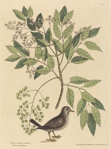 La Colombe à terre (Columba passerina) - Mark Catesby