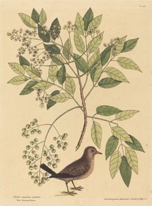 La Colombe à queue barrée Columba passerina, publié 1731-1743 - Mark Catesby