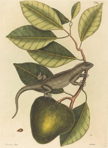 Le guana (Lacerta Iguana)