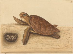 La tortue imbriquée (Testudo caretta) - Mark Catesby
